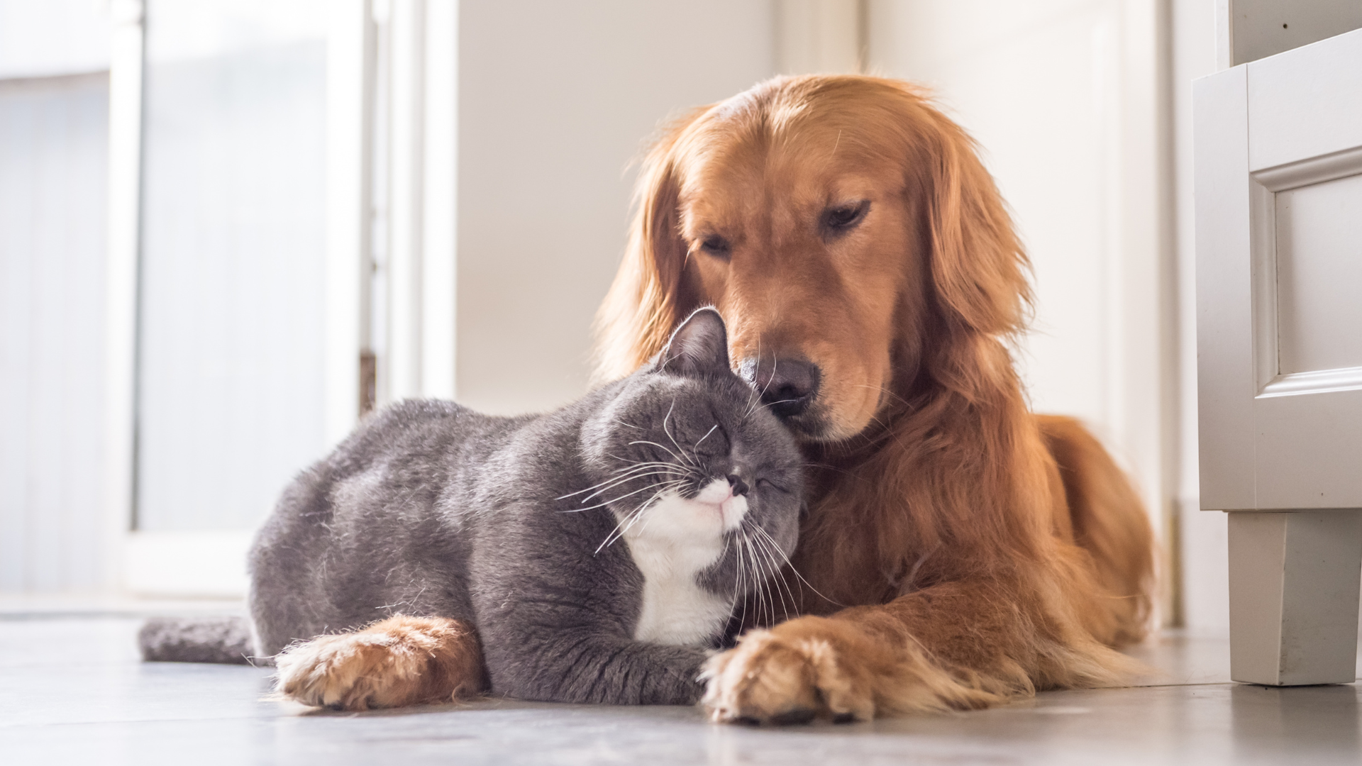 Come funziona e cosa copre l’assicurazione animali domestici